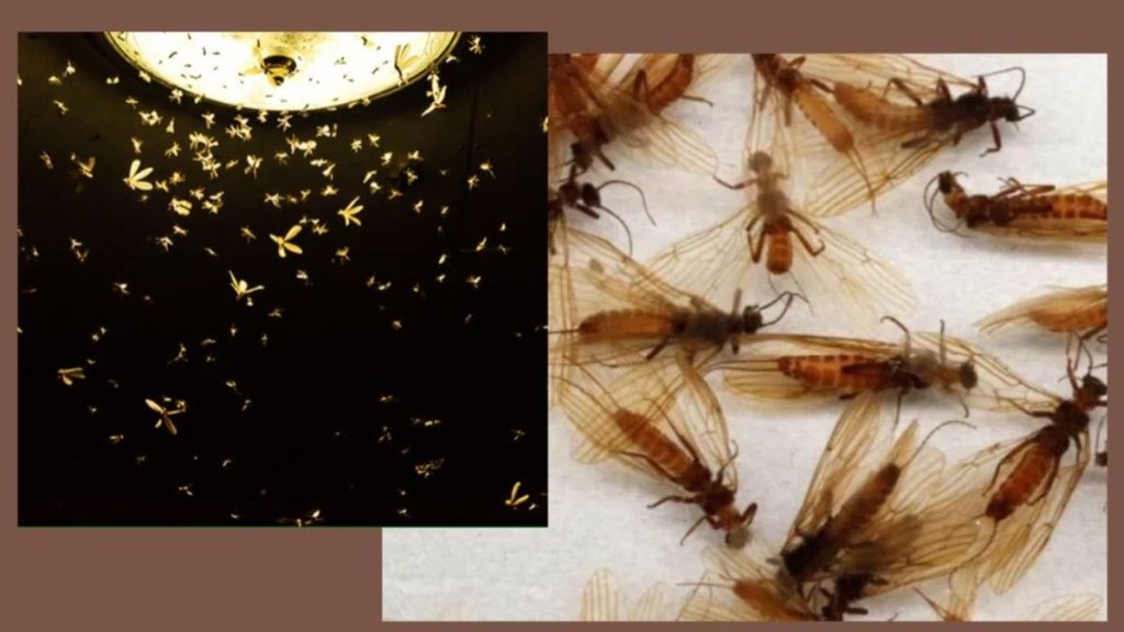 How To Get Rid Of Insect । light insects in rainy season । insects