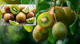 How To Grow kiwi Plant । How to Grow Kiwi । How to Grow Kiwi Fruit