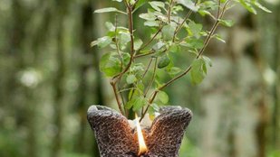 How to worship Tulsi