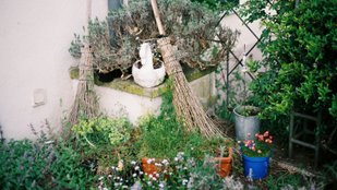 Spiritual benefits of broom for wealth and prosperity