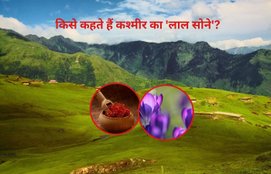 Red Gold of Kashmir