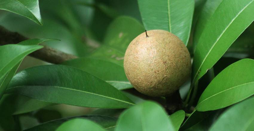 Why Chikoo Avoide in Navratri Fast