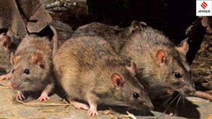 MP High Court displeasure viscera case, MP High Court rats destroy viscera evidence,