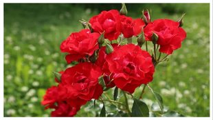 how often to water roses in pots
