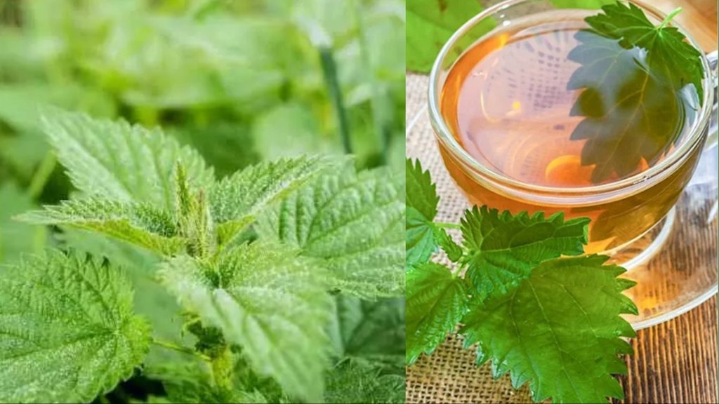 bichua tea benefits in hindi for weight loss