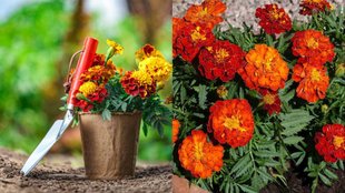 how to grow marigold at home