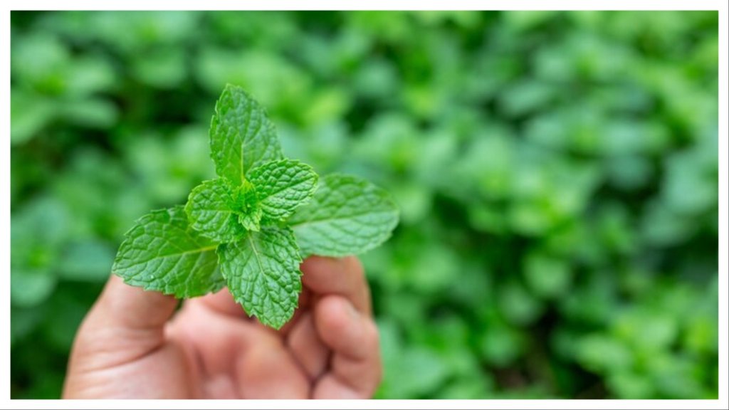 How to prepare mint leaves for weight loss