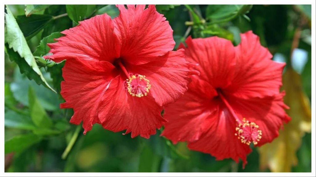fertilizer for gudhal plants