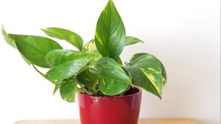 Does money plant need sunlight