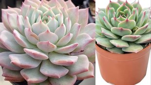 lakshmi kamal lucky plant for diwali 2024