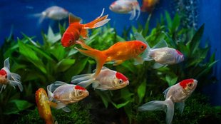 Fish aquarium for Dhanteras 2024
