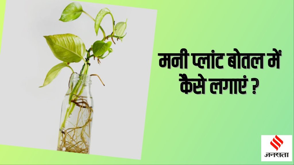 How to grow money plant in water bottle in 7 days