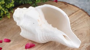 how to clean Shankh at home