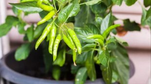 How to grow Green Chillies at home