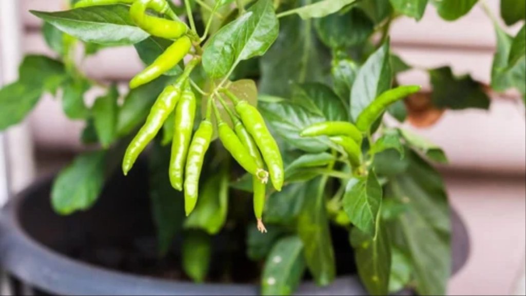 How to grow Green Chillies at home
