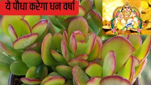 Kuber Plant For Money| Kuber ka Paudha for Dhanteras 2024| kuber ka paudha kaisa hota hai
