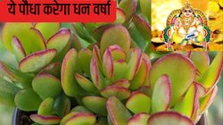 Dhanteras 2024: धनतेरस 2024 पर आज जरूर खरीदें धन कुबेर का ये पौधा