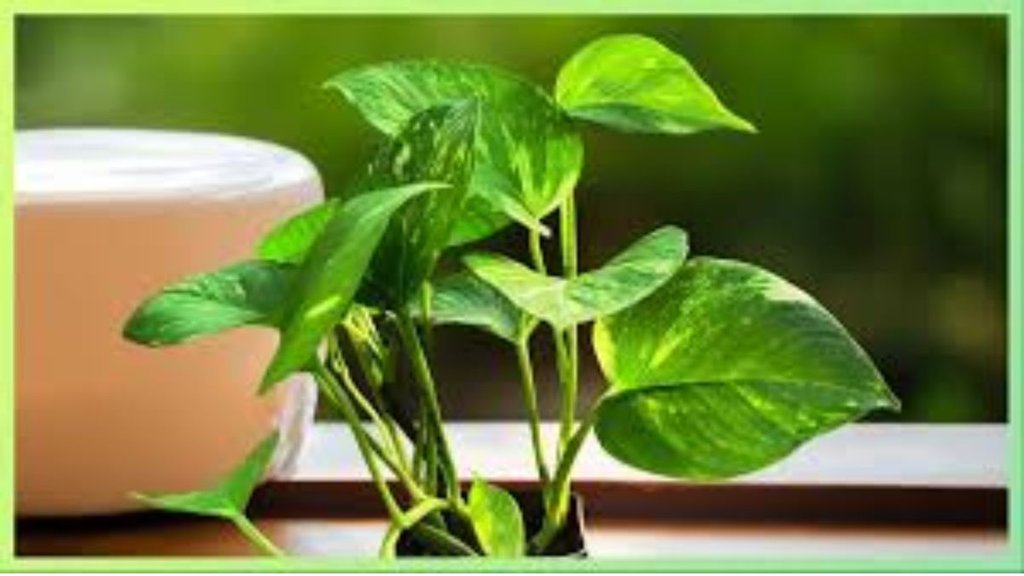 Money Plant Caring Tips । how to care Money Plant । Money Plant Care Guide