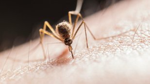 Mosquito breeding