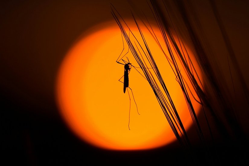 Mosquito control measures