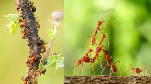 Natural Ant Remedies । Home Remedies Tips To Get Rid Of Ants । Natural Ant Repellents । Ant Repellents: