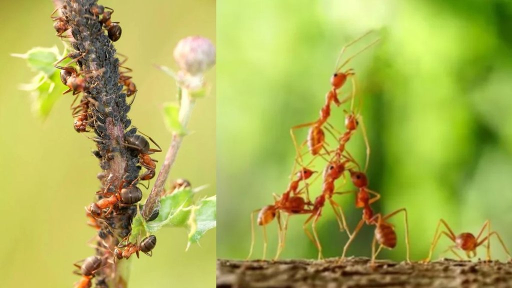 Natural Ant Remedies । Home Remedies Tips To Get Rid Of Ants । Natural Ant Repellents । Ant Repellents: