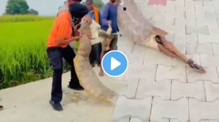 Nilgai calf swallowed python Viral Video, Villagers rescue Nilgai From python Stomach