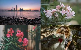 Which Flower Banned in Abu Dhabi
