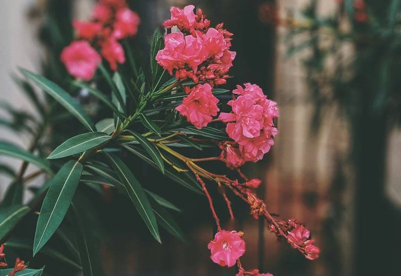 Oleander widely in India