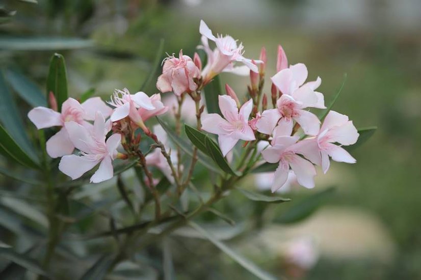 importance of Oleander in india