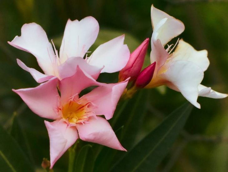 importance of Oleander in puja