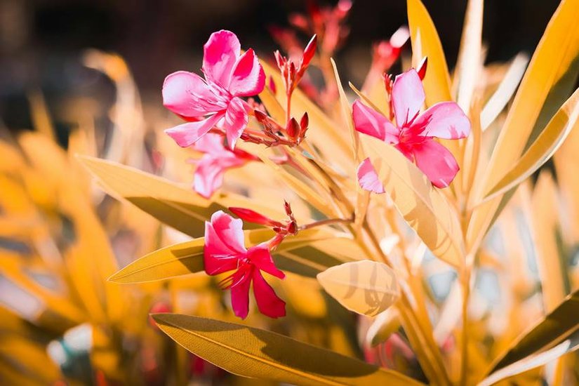 Why Abu Dhabi Ban Oleander flower
