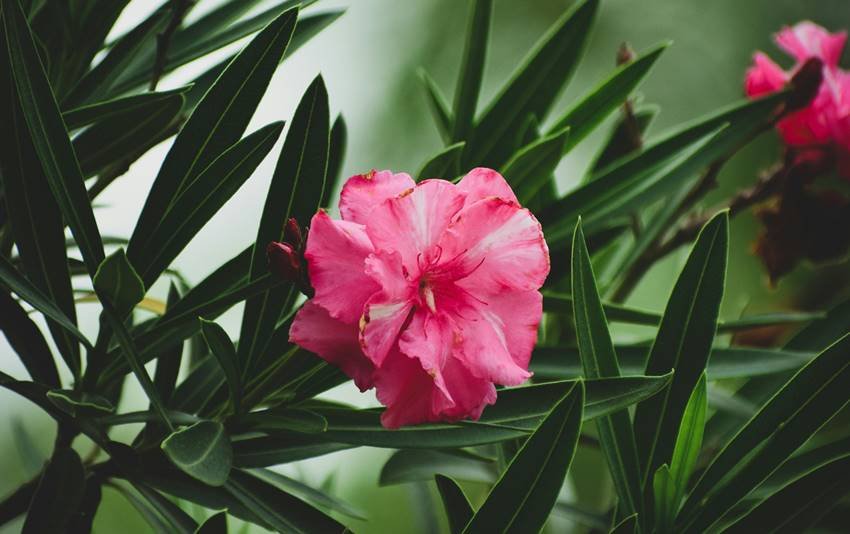 Is oleander poisonous?