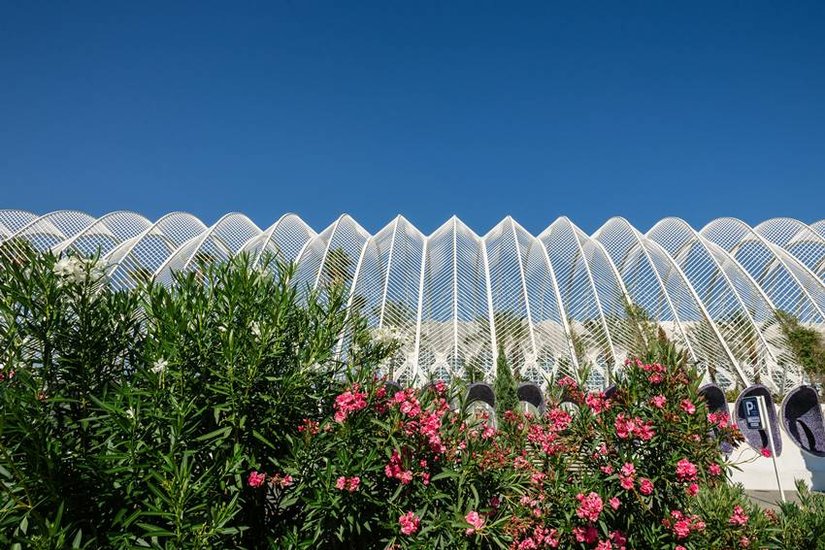 oleander flower ban in Abu Dhabi