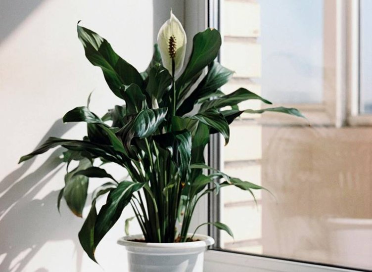 Peace lily