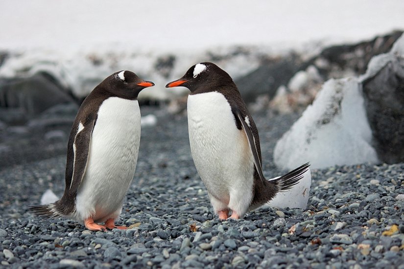 Penguin digestive system