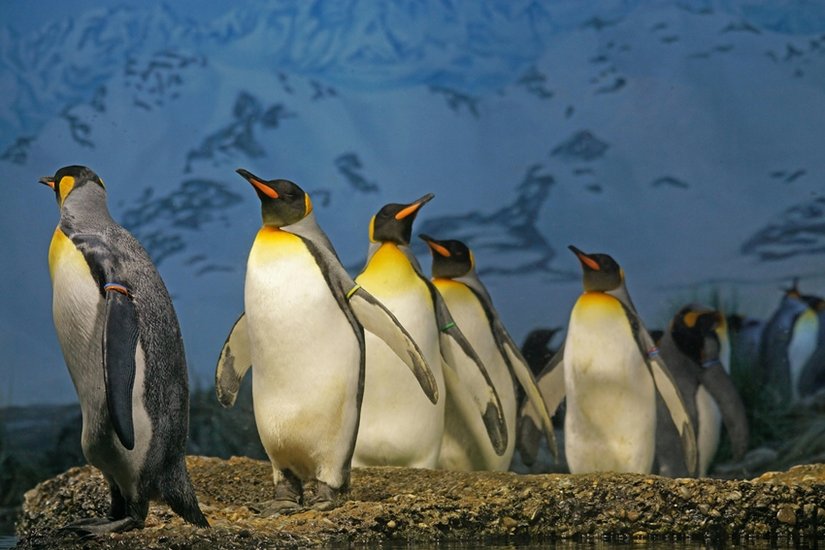 Penguin metabolism