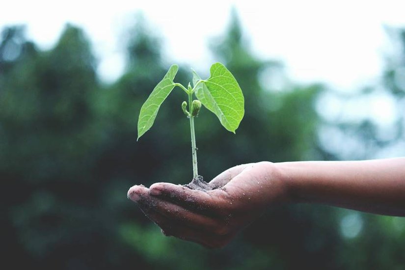 Plant on Dhanteras