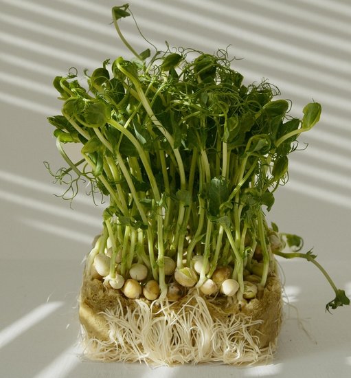 Raw vs boiled sprouts