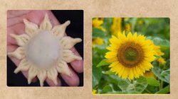 देख कर ही करेगा खाने का मन…नाम है Sunflower Samosa; यहां पढ़ें झटपट बनाने की रेसिपी