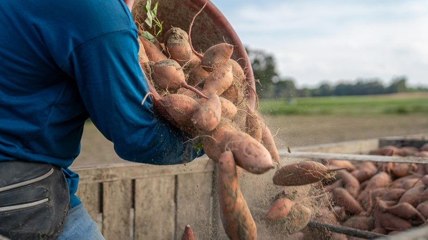 Sweet Potatoes