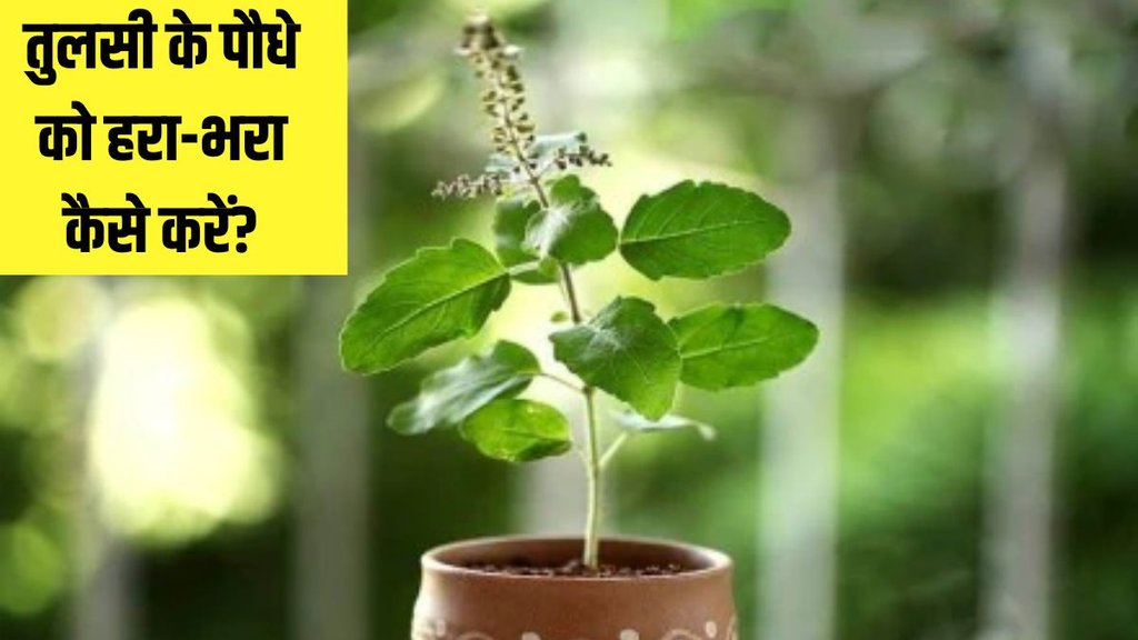 basil plant । basil plant Tips । How to Grow tulsi