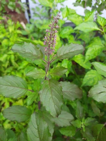 Tulsi mantra benefits