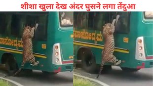 leopard sudden climb on tourist safari bus