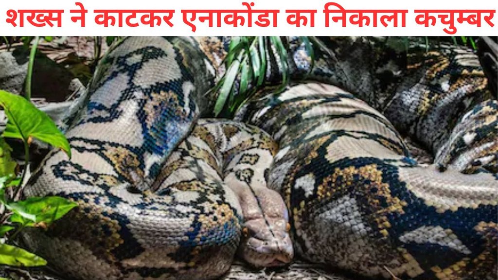 Man Bites Anaconda To Stop Himself From Being Crushed To Death