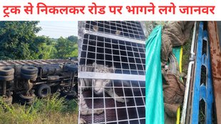 Tiger, white Tiger, Crocodile, Crocodiles, wild animal, animal on road, truck accident, Telangana animal news
