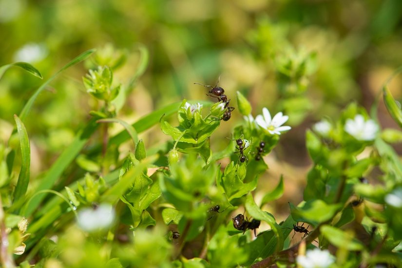 ant