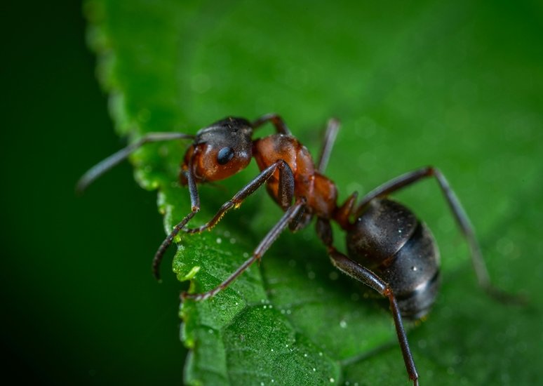 ants in plant