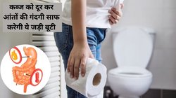 आपको खाया-पिया कुछ नहीं लगता, कब्ज और पेट में जलन बर्दाश्त से बाहर हो जाती है, इन 3 आयुर्वेदिक नुस्खों को अपनाएं जादू की तरह करेंगे असर
