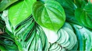 betel leaves benefits । khali pet pan khane ke fayde । betel leaves for digestion